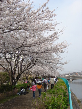 20070406_cherry_blossom_trees.jpg