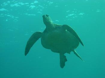 20100304_sea_turtle.JPG