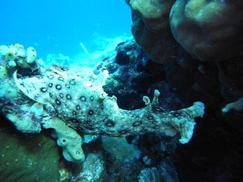 20110206_spotted_sea_hare.jpg