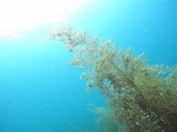 20120228_seagrass.jpg