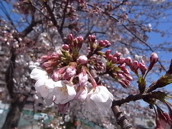 20120408_cherry_blossoms.JPG