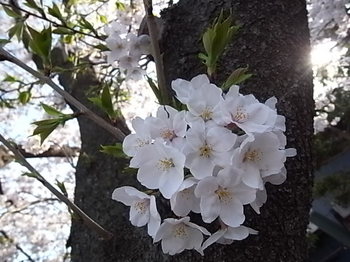 20140401_cherry_blossoms.JPG