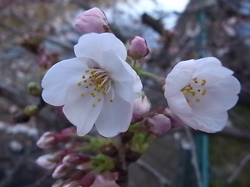 20150328_cherry_blossoms.JPG