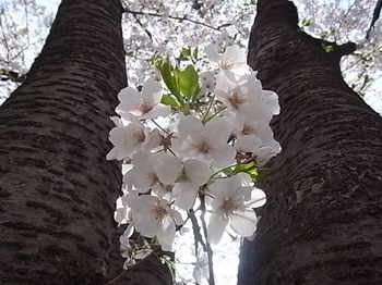 20190407_cherry_blossoms_1.JPG
