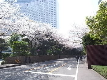 20190407_cherry_blossoms_2.JPG