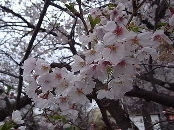 20200401_01_cherry_blossoms.JPG