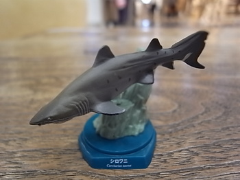 20210308_01_sand_tiger_shark.JPG