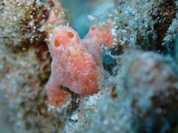 20210617_painted_frogfish.jpg