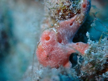 20210915_painted_frogfish_1.jpg