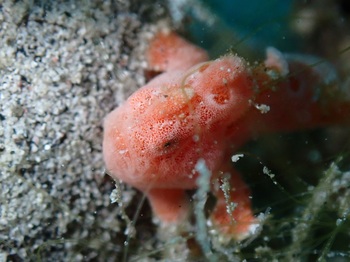 20210915_painted_frogfish_2.jpg