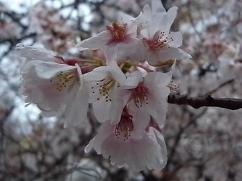 20220403_cherry_blossoms.JPG