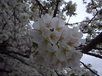 20230325_cherry_blossoms.JPG