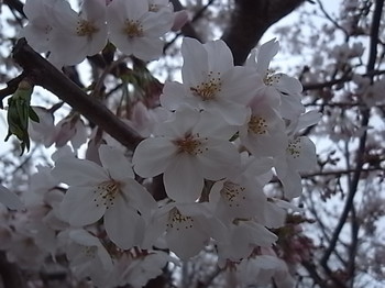 20240410_cherry_blossoms.JPG